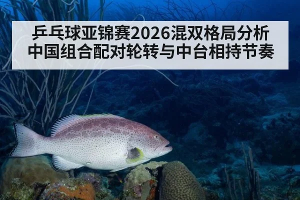 乒乓球亚锦赛2026混双格局分析 中国组合配对轮转与中台相持节奏